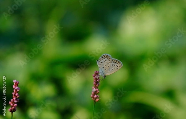 Obraz イヌタデの花にとまるヤマトシジミ蝶