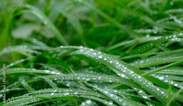 Fototapeta バックグラウンド：一面の水滴がついた草
