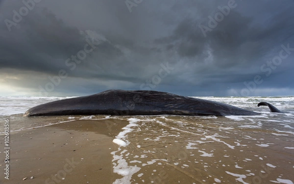 Fototapeta A seascape image of a beached sperm whale lies dead on the beach on the island of Texel in the Netherlands 
