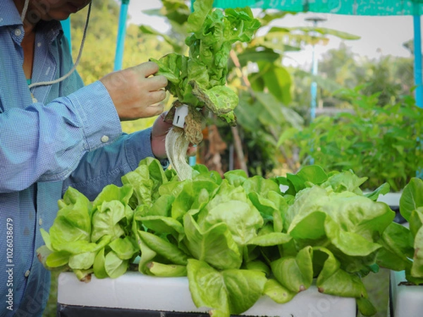 Obraz Gardener holding butterhead lettuce, examining diseased leaves.