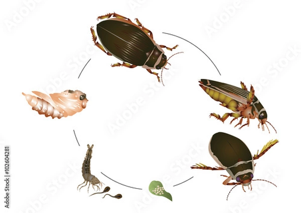 Fototapeta great diving beetle