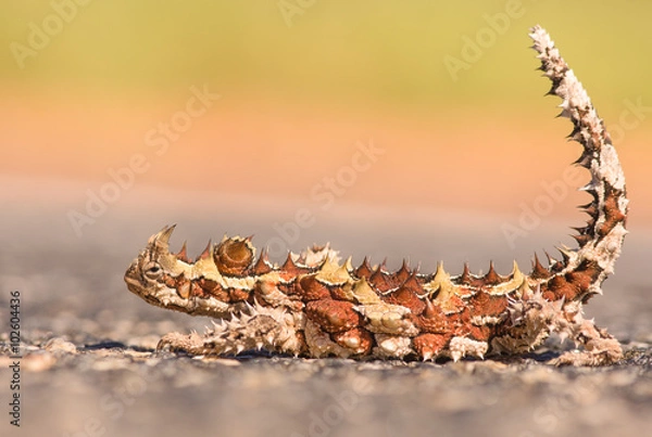 Fototapeta A thorny dragon or thorny devil is lies on an asphalt road. Hopefully not waiting to get drove over by a car.