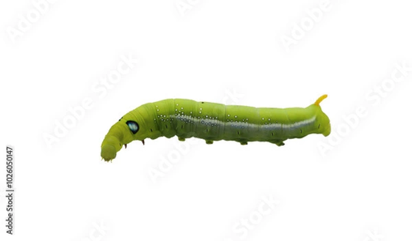 Obraz Green caterpilla isolated on transparent background