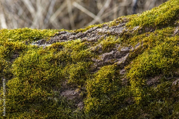 Fototapeta vivid green moss grows on a bark of a fallen tree