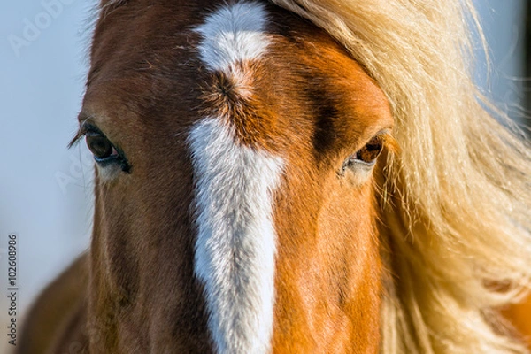 Fototapeta An extreme close up of a horse with light coming from one side which is lighting up one eye and her manes on the right side