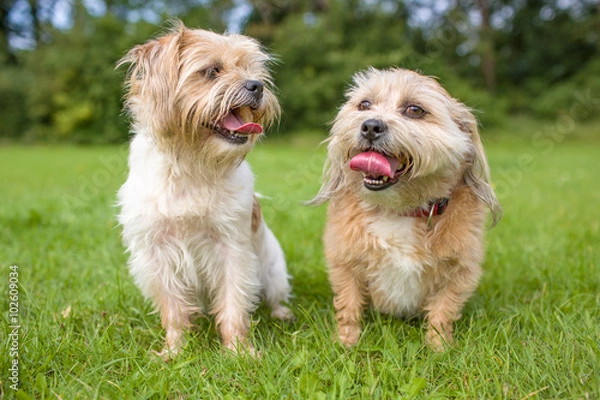 Fototapeta two happy and smiling boomer dogs are sitting next to each other in a field of grass