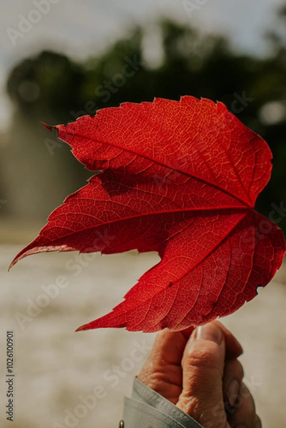 Obraz Bright red maple leaf in autumn close-up