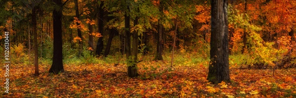 Obraz colorful autumn forest. vibrant colors of october. bright multicolored green-yellow-orange-red fallen leaves. beautiful widescreen side view in 15x5 format