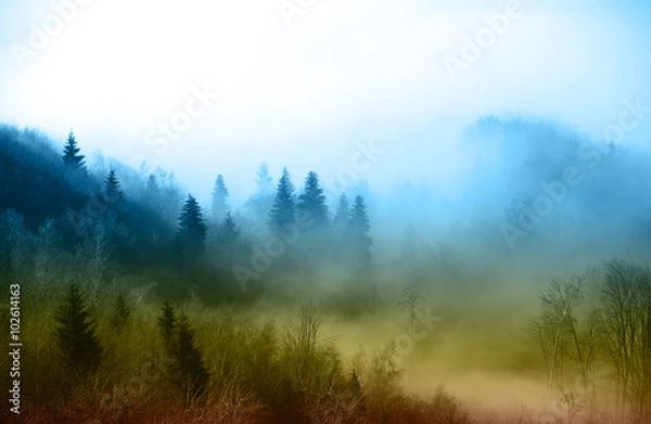 Obraz Forest in fog