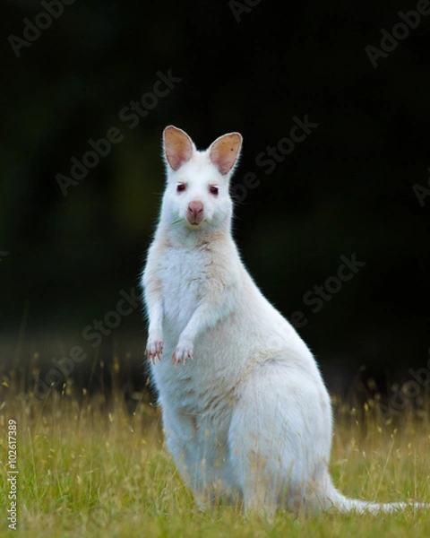 Fototapeta A white Bennet's wallaby is standing upright and looks at you. The background is very dark and gives the image a strong contrast.