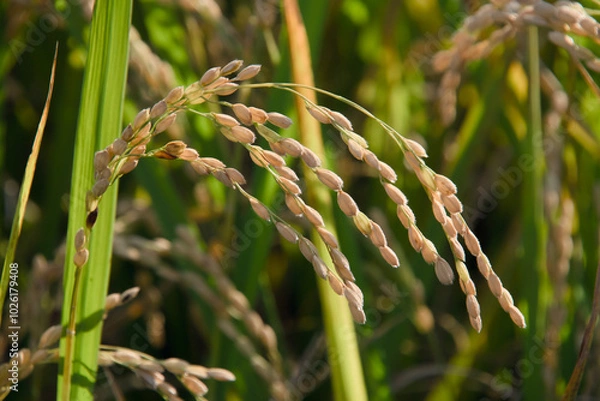 Obraz 가을철 고개 숙인 벼 이삭