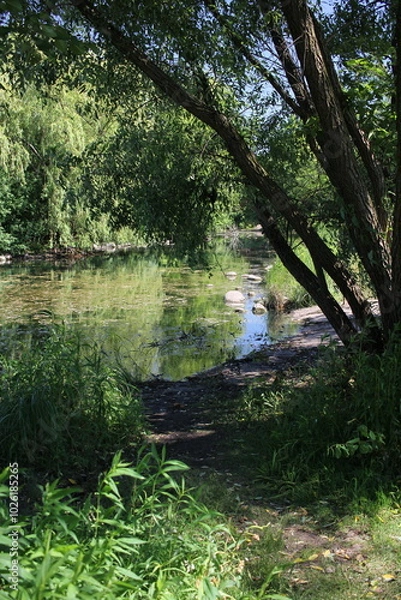 Obraz river in the forest