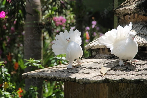 Obraz Two doves, Thailand, year 2015