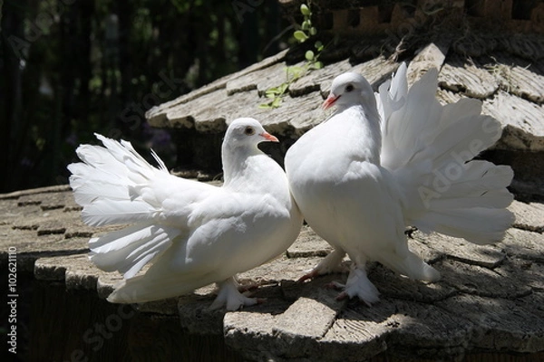 Obraz Two doves, Thailand, year 2015