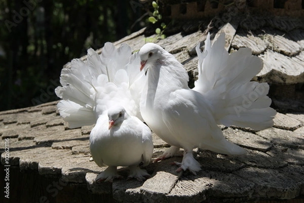 Obraz Two doves, Thailand, year 2015