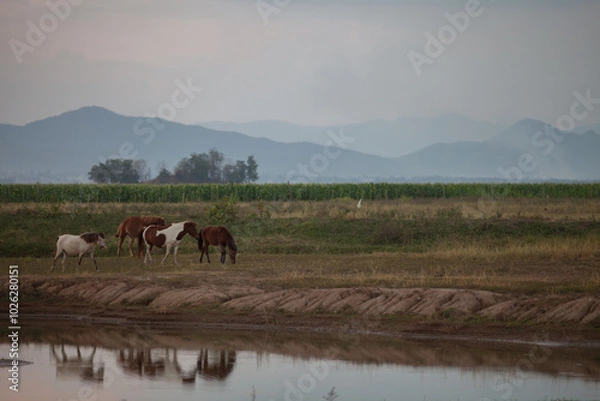 Fototapeta Horse standing on green grass with mountain background