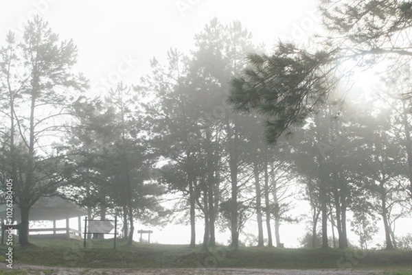 Fototapeta Big trees are standing in forest with foggy at rainy season in tropicana