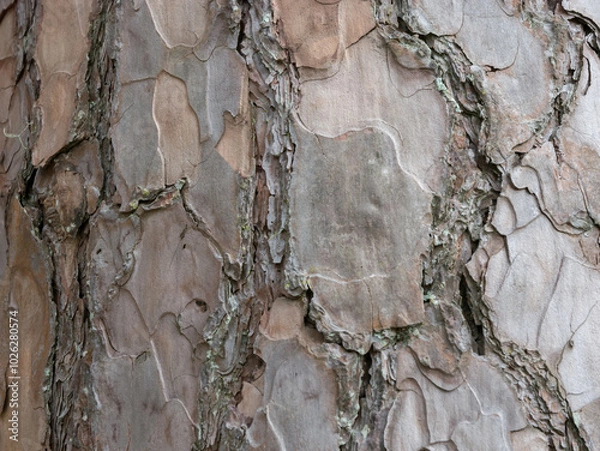 Fototapeta wooden pattern surface