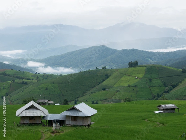 Fototapeta House on green rice farm with mountain