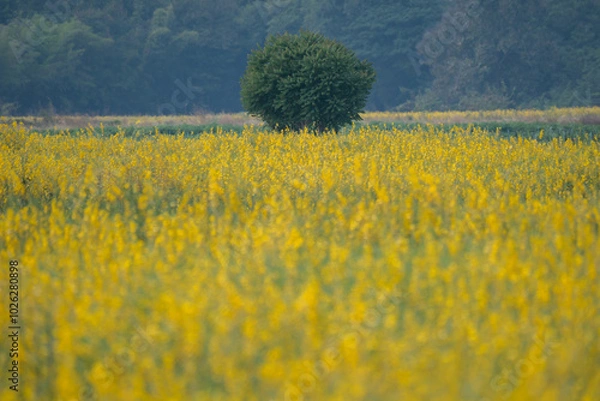 Fototapeta Tree is standing with yellow flower foreground