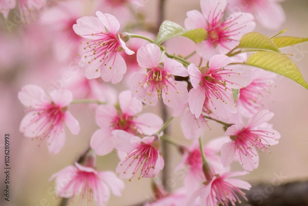 Fototapeta Close up of Thai blossom flower at winter time