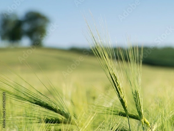 Obraz jęczmień