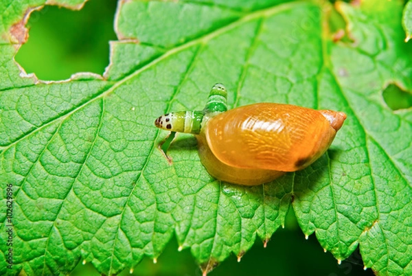 Obraz Snail Antara affected by parasite Leucochloridium paradoxical
