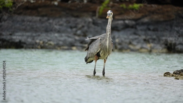 Obraz Great blue heron