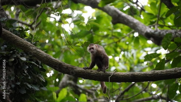 Fototapeta Playful capuchin monkey swinging through trees