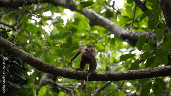 Obraz Playful capuchin monkey swinging through trees