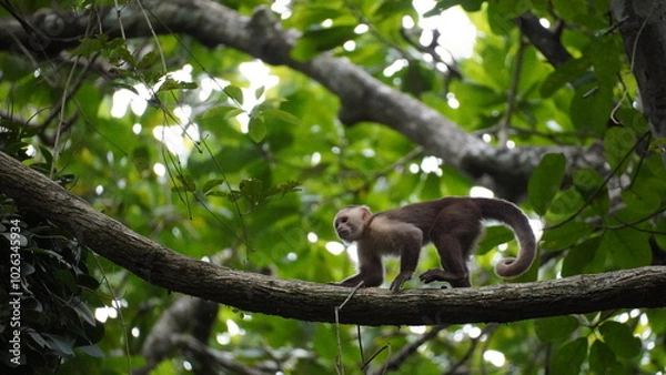 Obraz Playful capuchin monkey swinging through trees