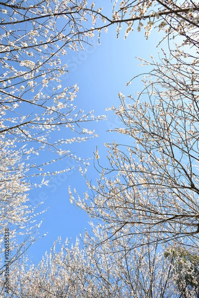 Fototapeta 青空囲む梅の花