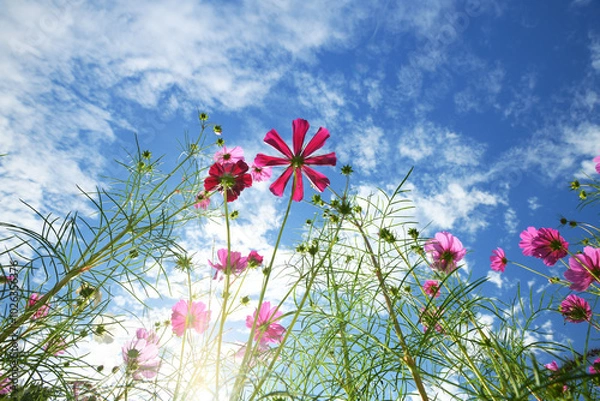 Obraz 青空とコスモス