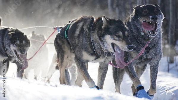 Obraz Yukon Quest 2024 in Whitehorse