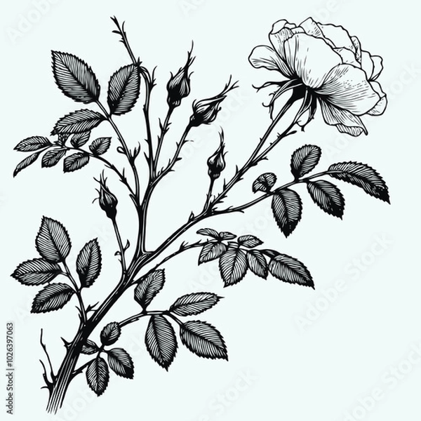 Fototapeta Adobe Illustrator Artwork
rose sketch, roses flower
set of flowers vector
illustration outline of a flower
black and white line art, lineart. used for cards, invitations, banners, posters, logo, print