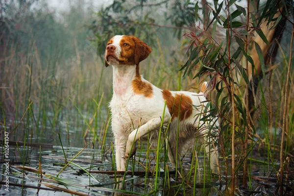 Fototapeta Brittany Spaniel standing on point in lagoon