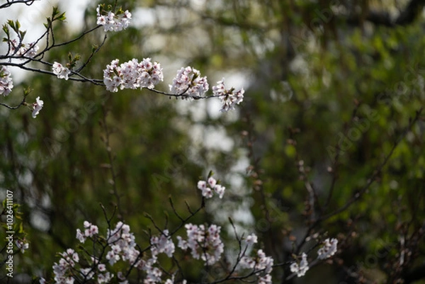 Fototapeta blossom in spring