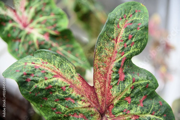 Obraz Caladium bicolor