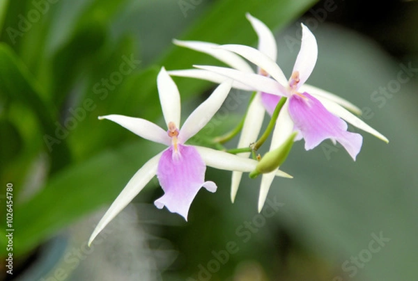 Obraz Jumellea Arachnantha