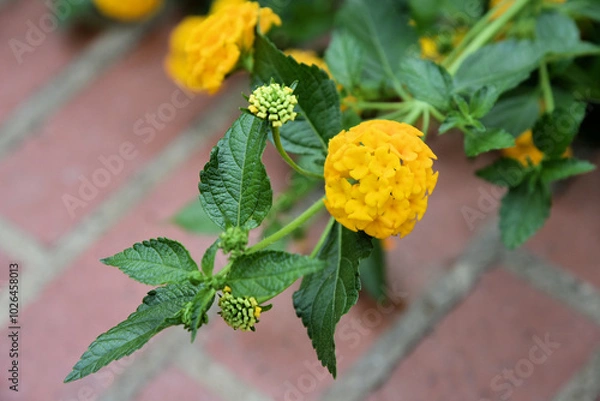 Obraz Lantana
