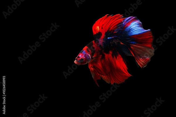 Obraz Fancy Betta fish, Betta fish, siamese fighting fish isolated on black background