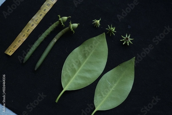Obraz leaves from mangrove trees in West Kalimantan