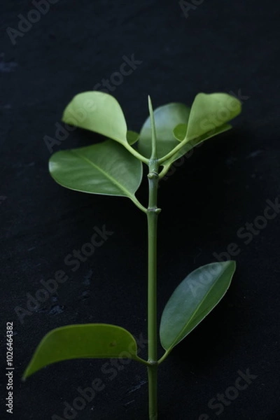 Obraz leaves from mangrove trees in West Kalimantan