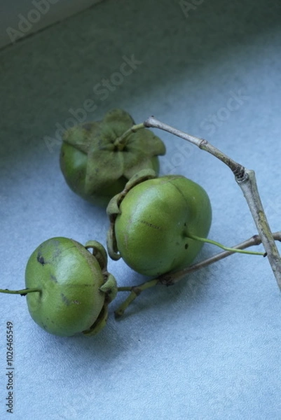 Obraz fruit that proboscis monkeys eat