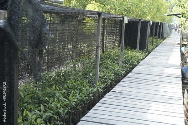 Obraz conservation of mangrove tree cultivation