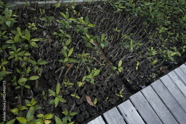 Obraz mangrove trees in the park