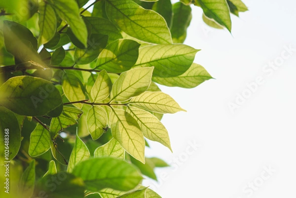 Fototapeta Fresh green leaves shine in the garden.