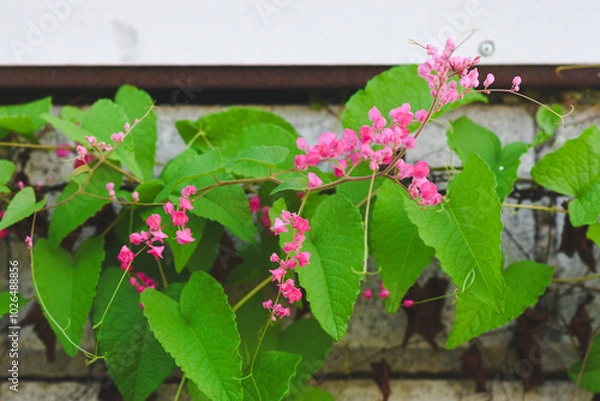 Obraz Pink Leptopus antigonon flowers in the garden