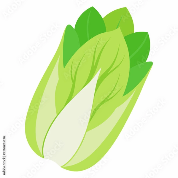 Obraz Endive Cichorium endivia on a white background