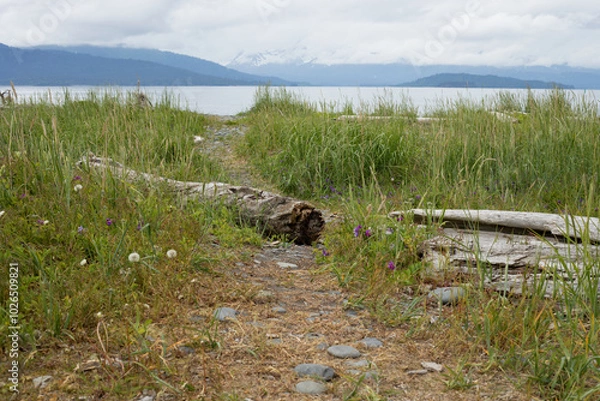 Obraz Path to the water over log